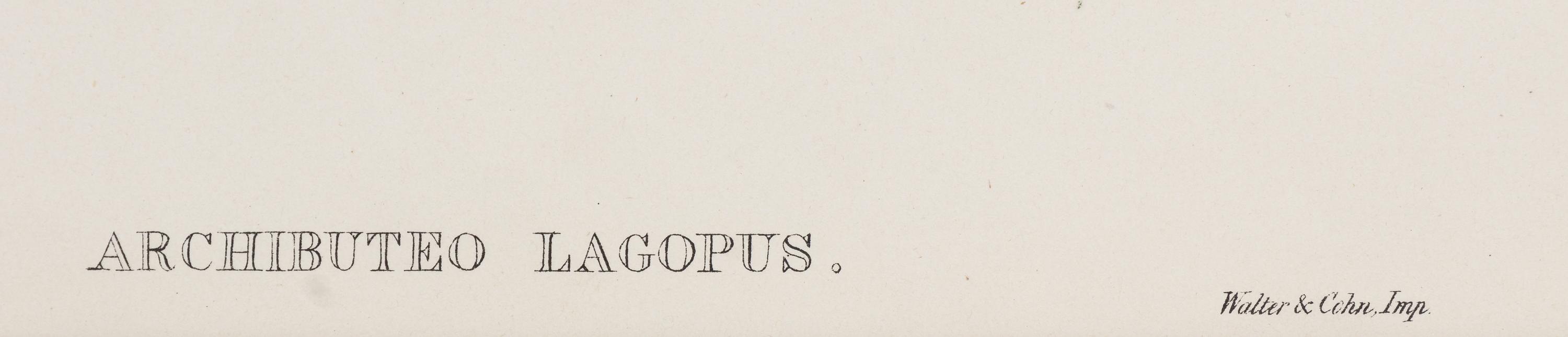 GOULD, John (1804-1881), after [Rough-legged Buzzard] Archibuteo Lagopus