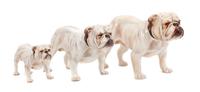 A Group of Three Royal Doulton Bulldogs Width of widest 9 inches.