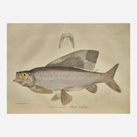 [Travel & Exploration] Franklin, Captain John Narrative of a Journey to the Shores of The Polar Sea, in the Years 1819, 20, 21, and 22