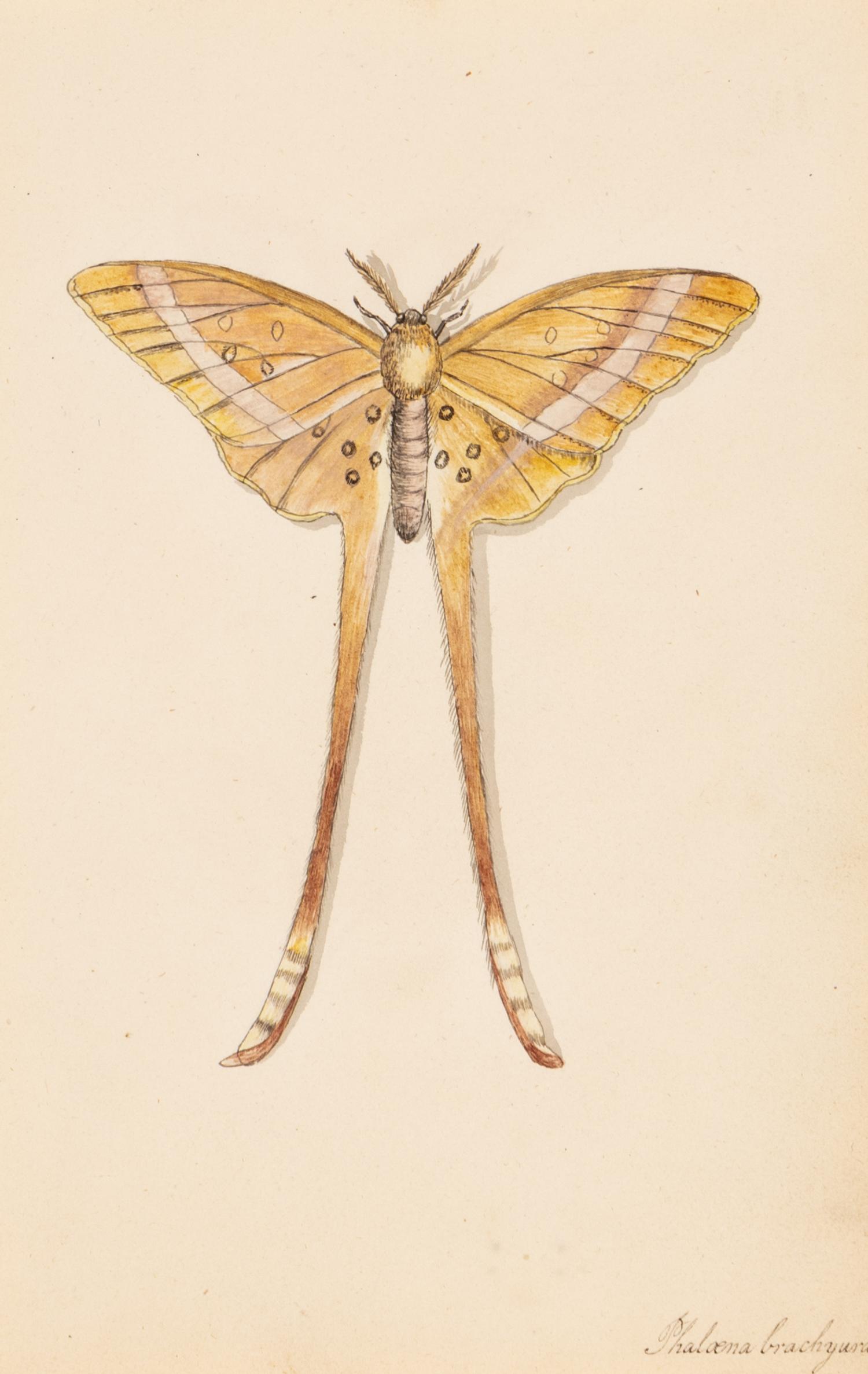 A Collection of Nine Framed Watercolors of Butterflies