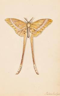 A Collection of Nine Framed Watercolors of Butterflies