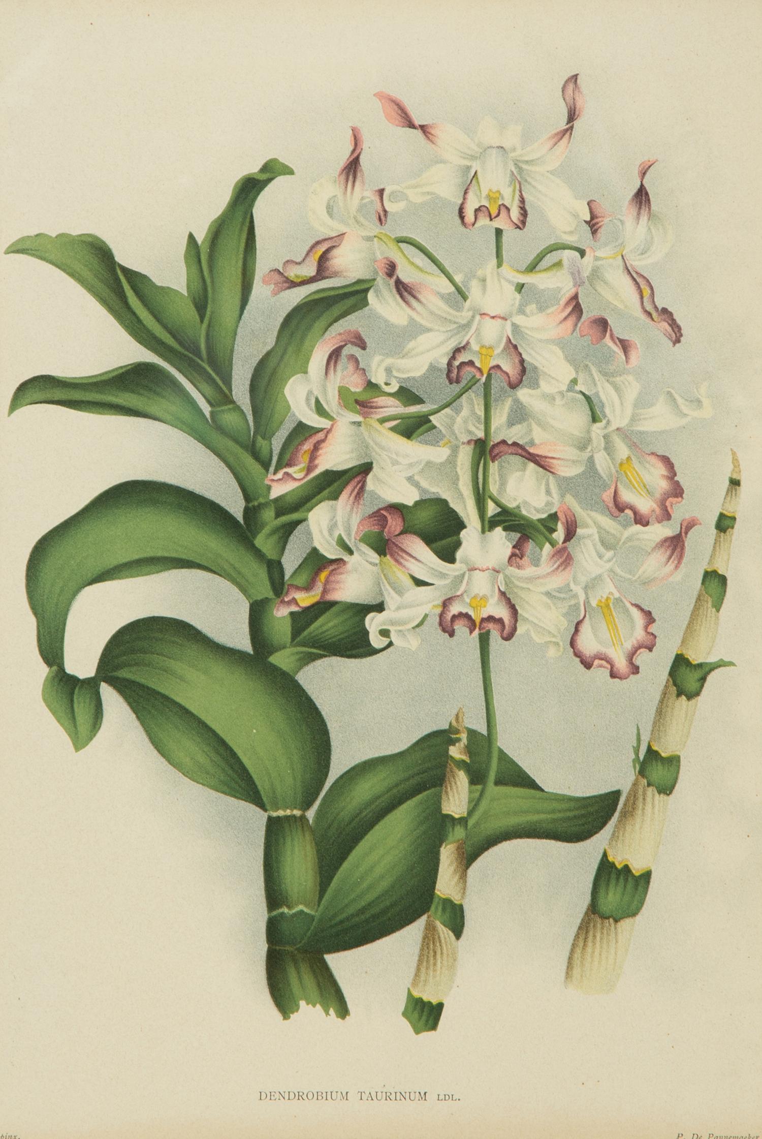 Seven Gilt Framed Botanical Chromolithgraphs After J. Linden and Others — 20TH CENTURY