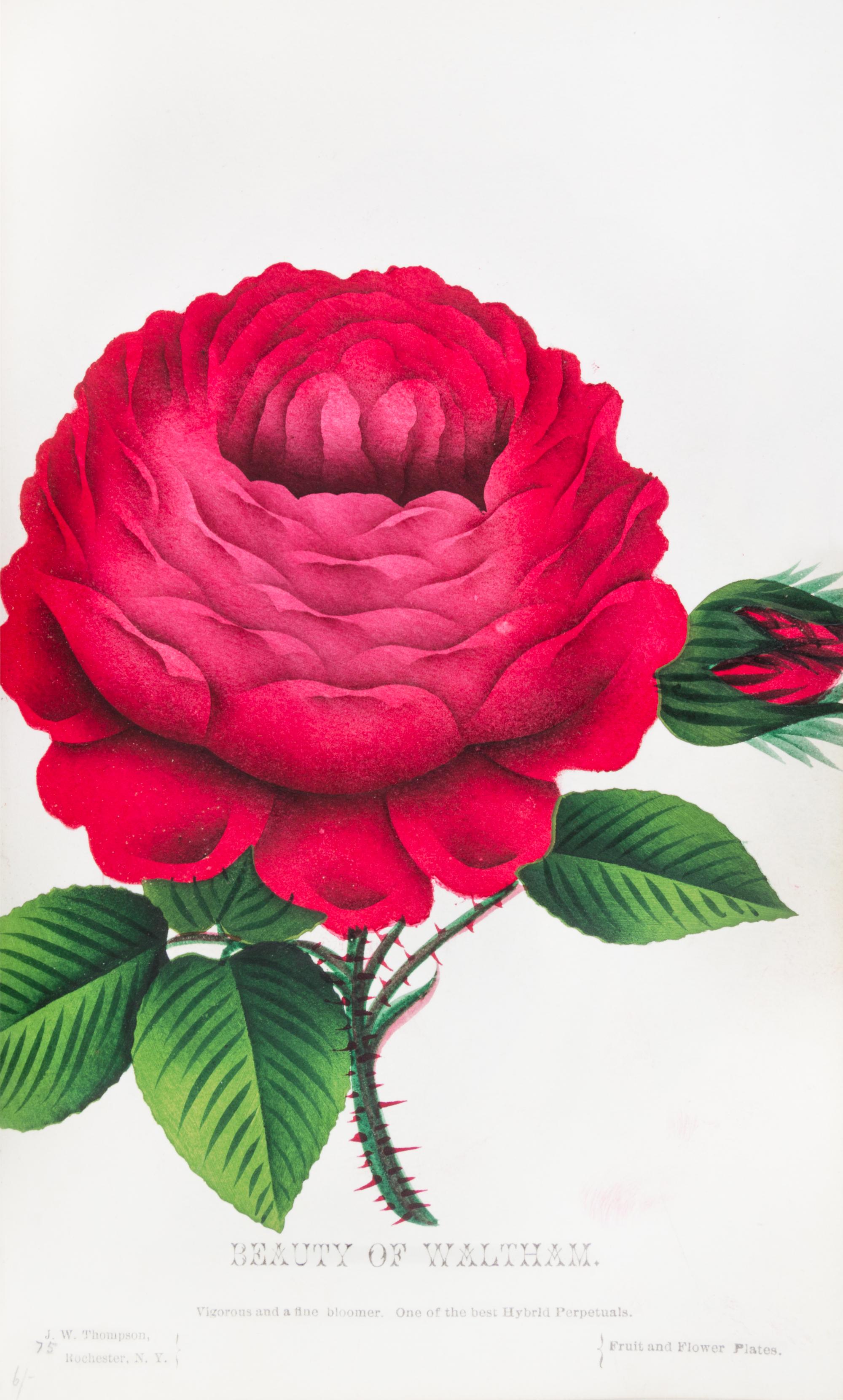 (BOTANY) Collection of 111 chromolithographs of fruit and flowers from [Nursery Specimens, c. 1880].