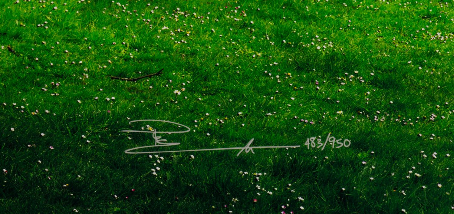 Tree of Dreams, 2010