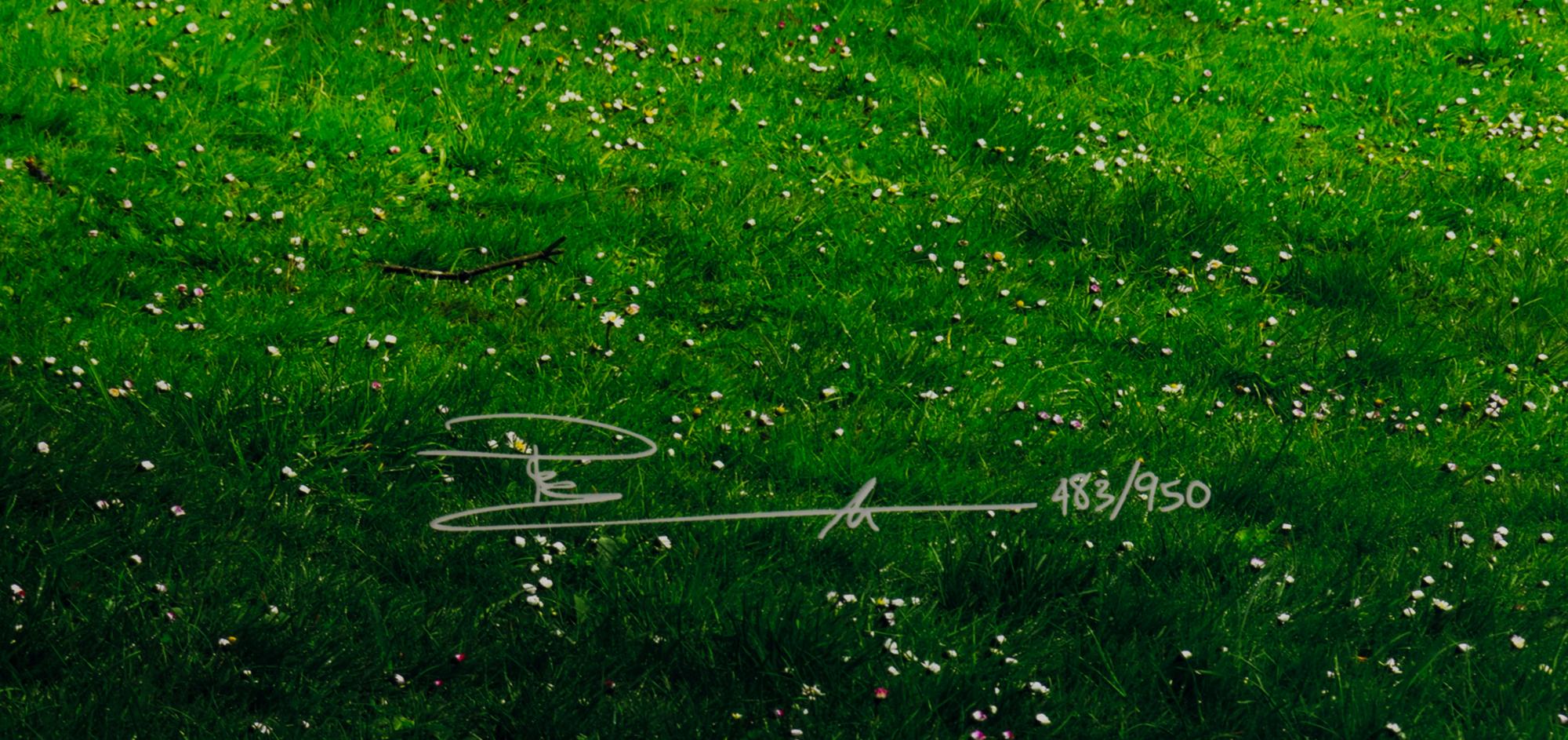 Tree of Dreams, 2010