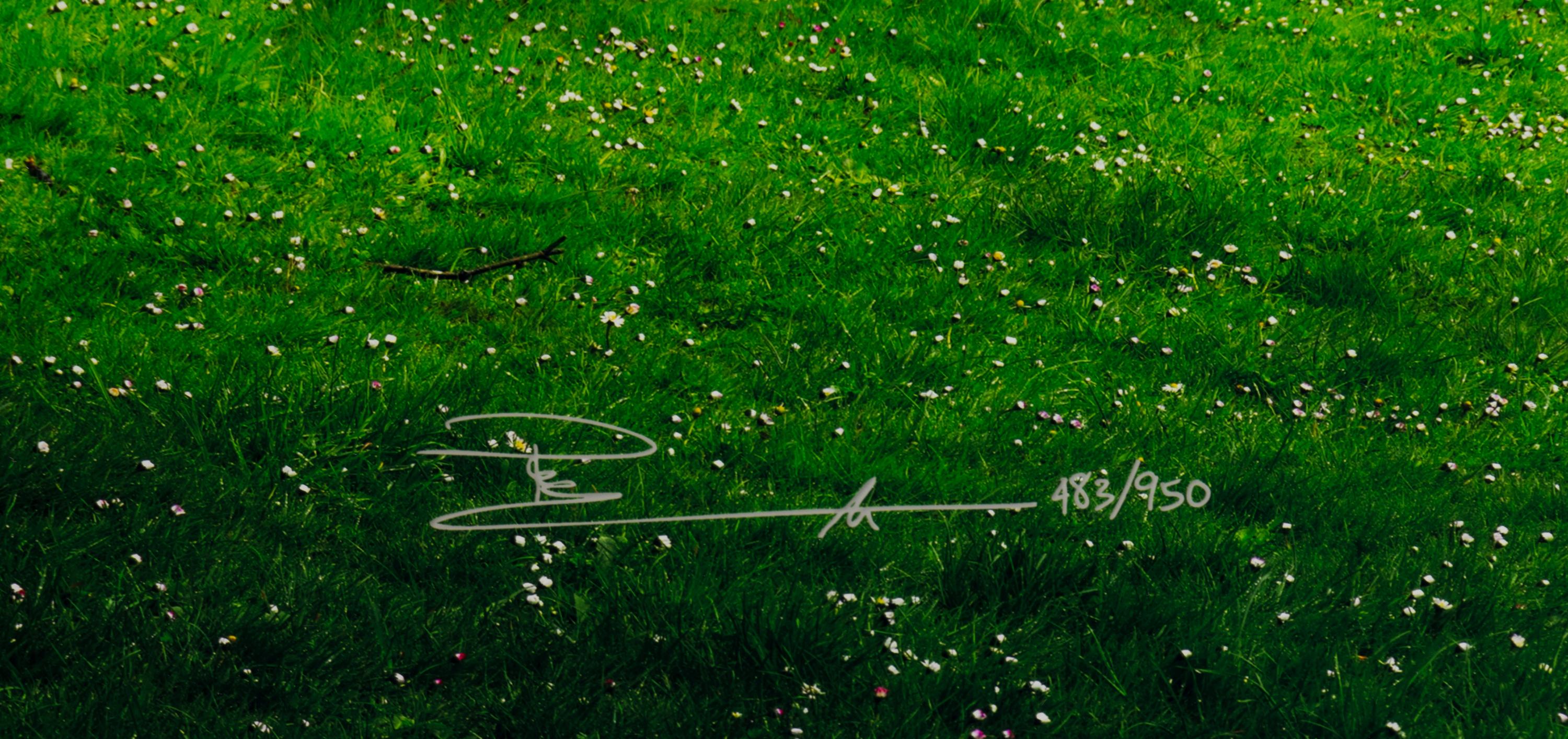 Tree of Dreams, 2010