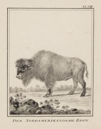 A Set of Nine Framed German Zoological Engravings