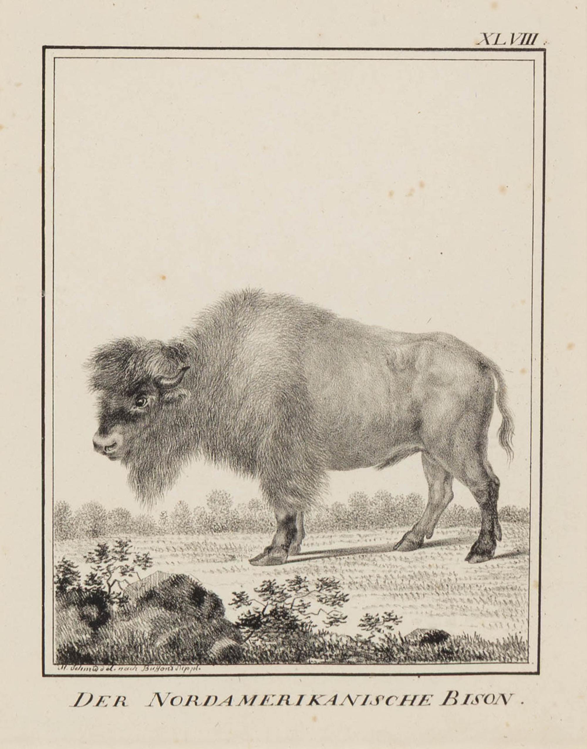 A Set of Nine Framed German Zoological Engravings