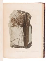 UNGER, Franz (1800-1870). Chloris protogaea. Beiträge zur Flora der Vorwelt. Leipzig: in Commission bei W. Engelmann, [1841]-1847.