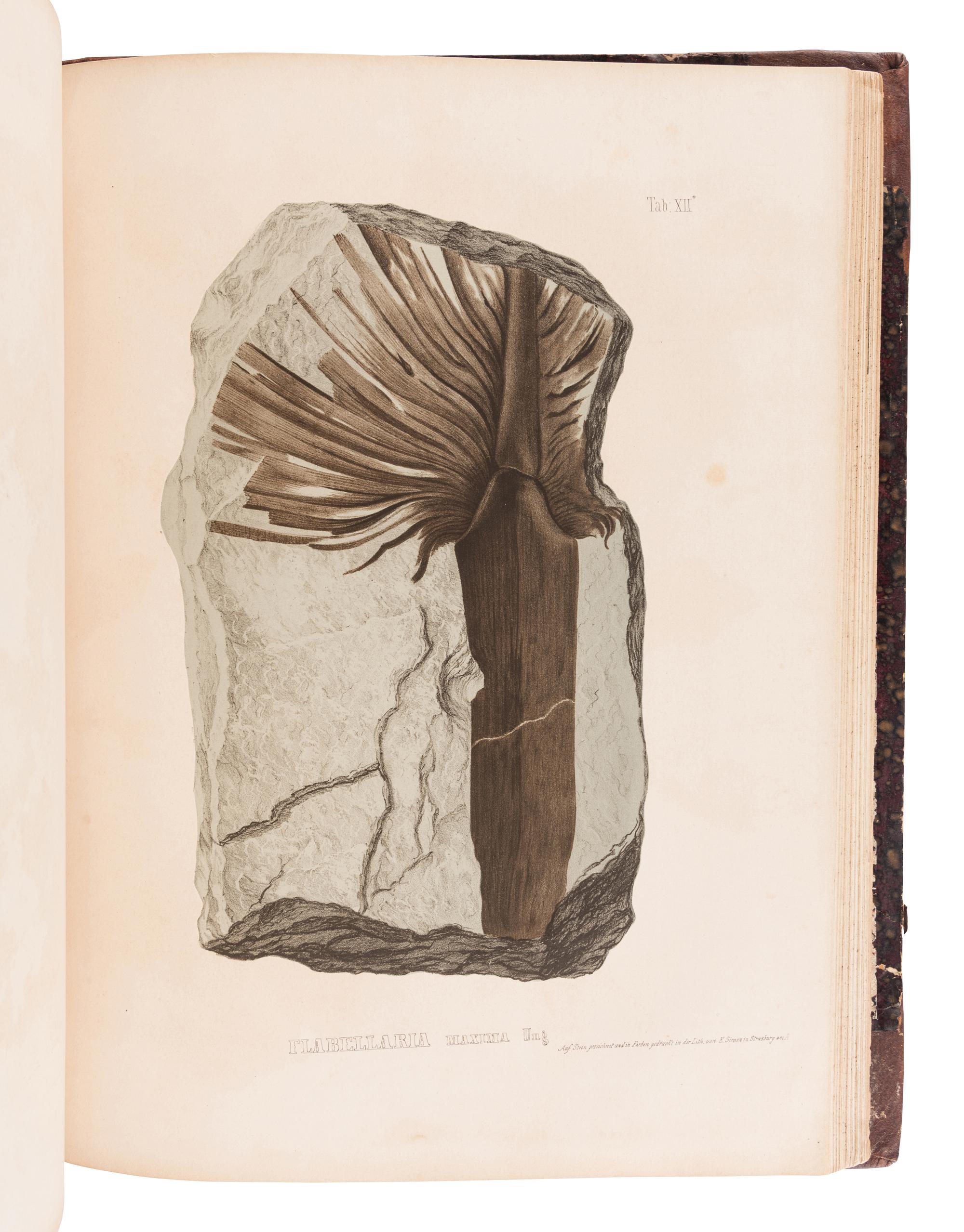 UNGER, Franz (1800-1870). Chloris protogaea. Beiträge zur Flora der Vorwelt. Leipzig: in Commission bei W. Engelmann, [1841]-1847.