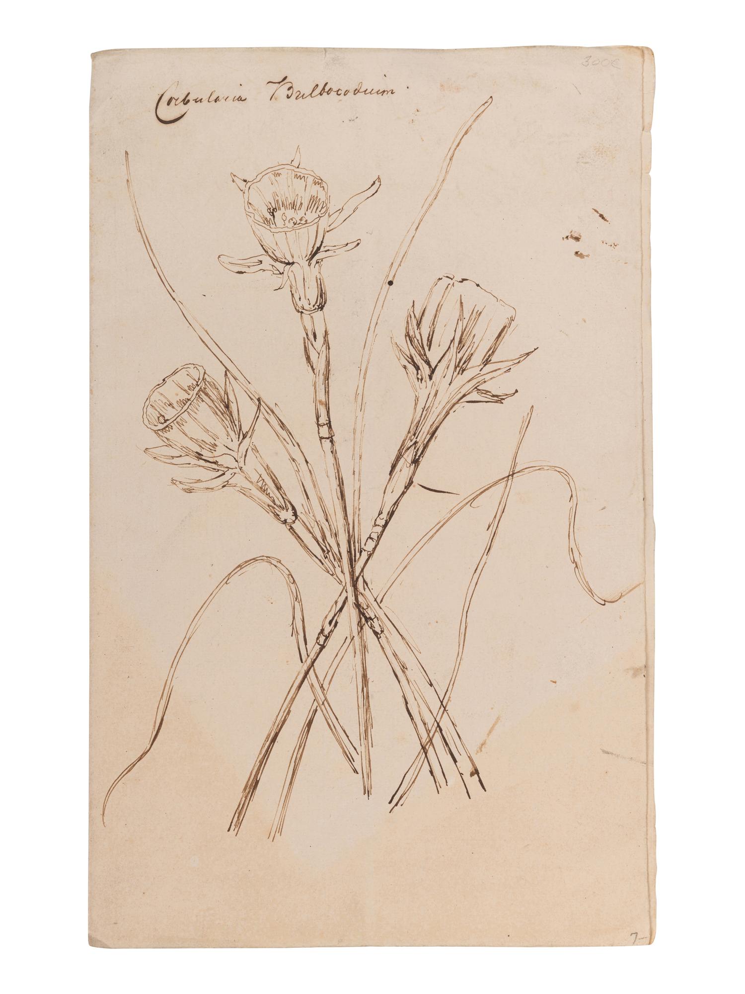 [BOTANY & GARDENING -- MANUSCRIPTS]. A group of 5 manuscripts, comprising: