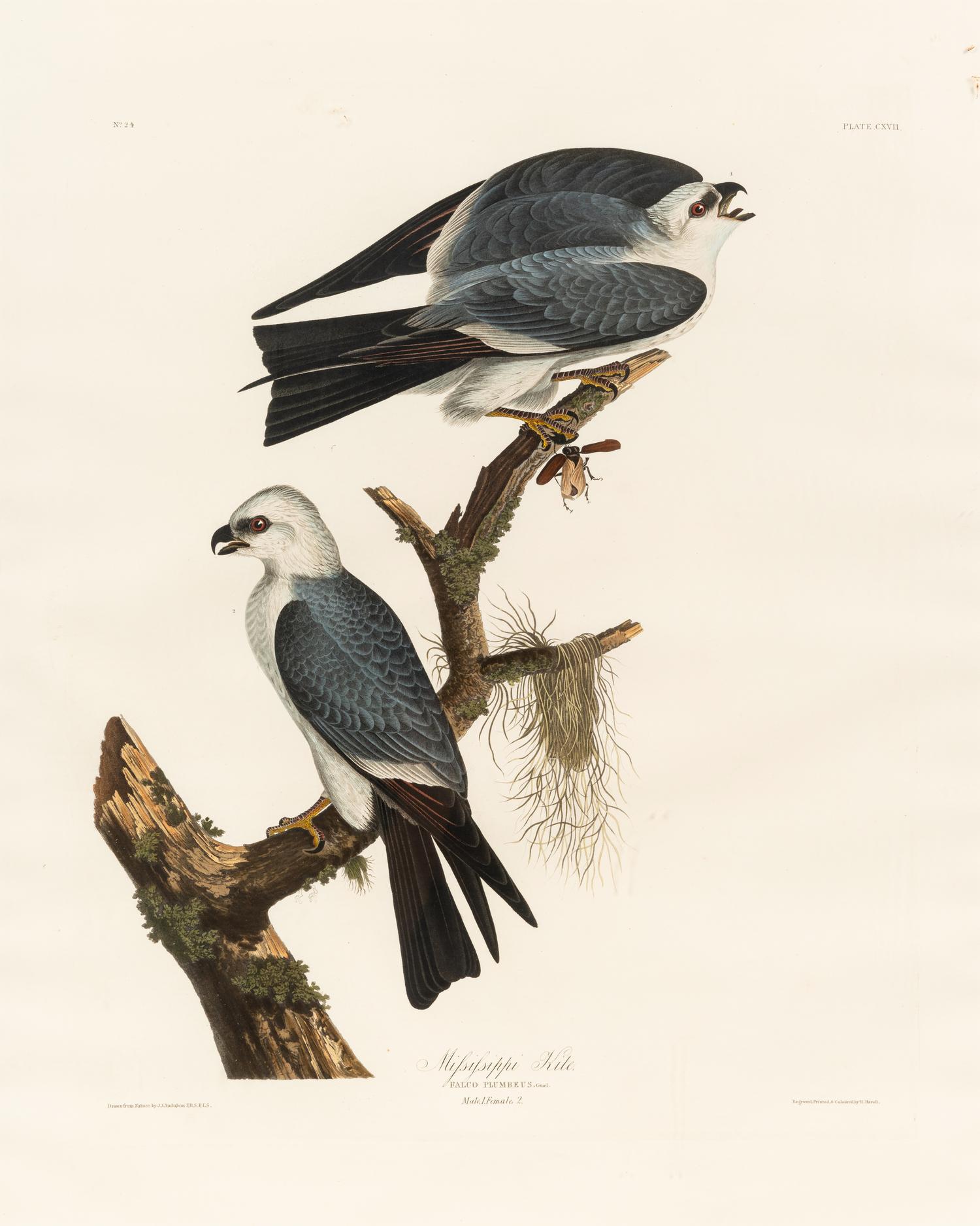 AUDUBON, John James (1785-1851) Mississippi Kite (Plate CXVII) Falco plumbeus