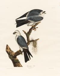 AUDUBON, John James (1785-1851) Mississippi Kite (Plate CXVII) Falco plumbeus