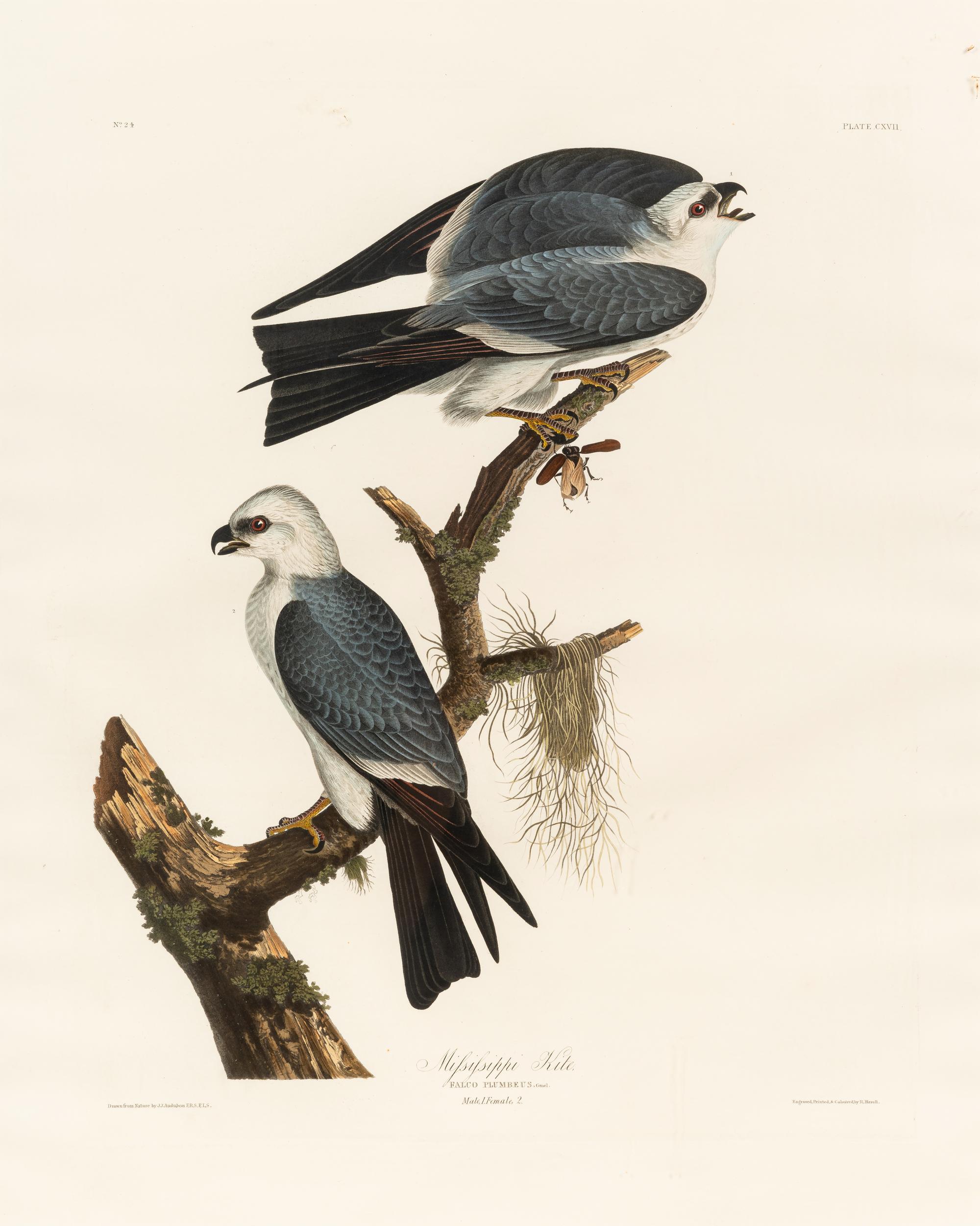 AUDUBON, John James (1785-1851) Mississippi Kite (Plate CXVII) Falco plumbeus
