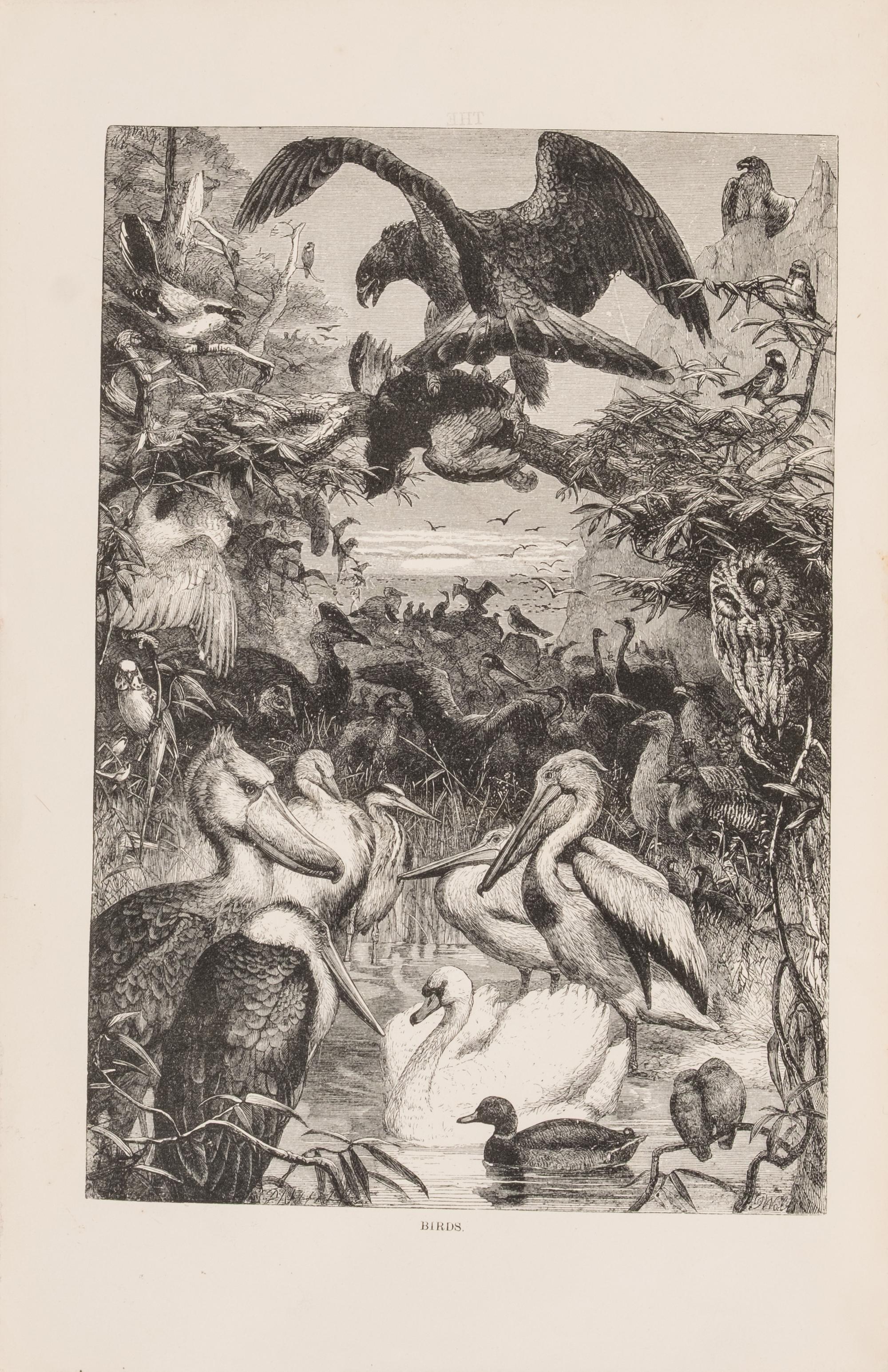 [Natural History] Wood, John George. The Illustrated Natural History