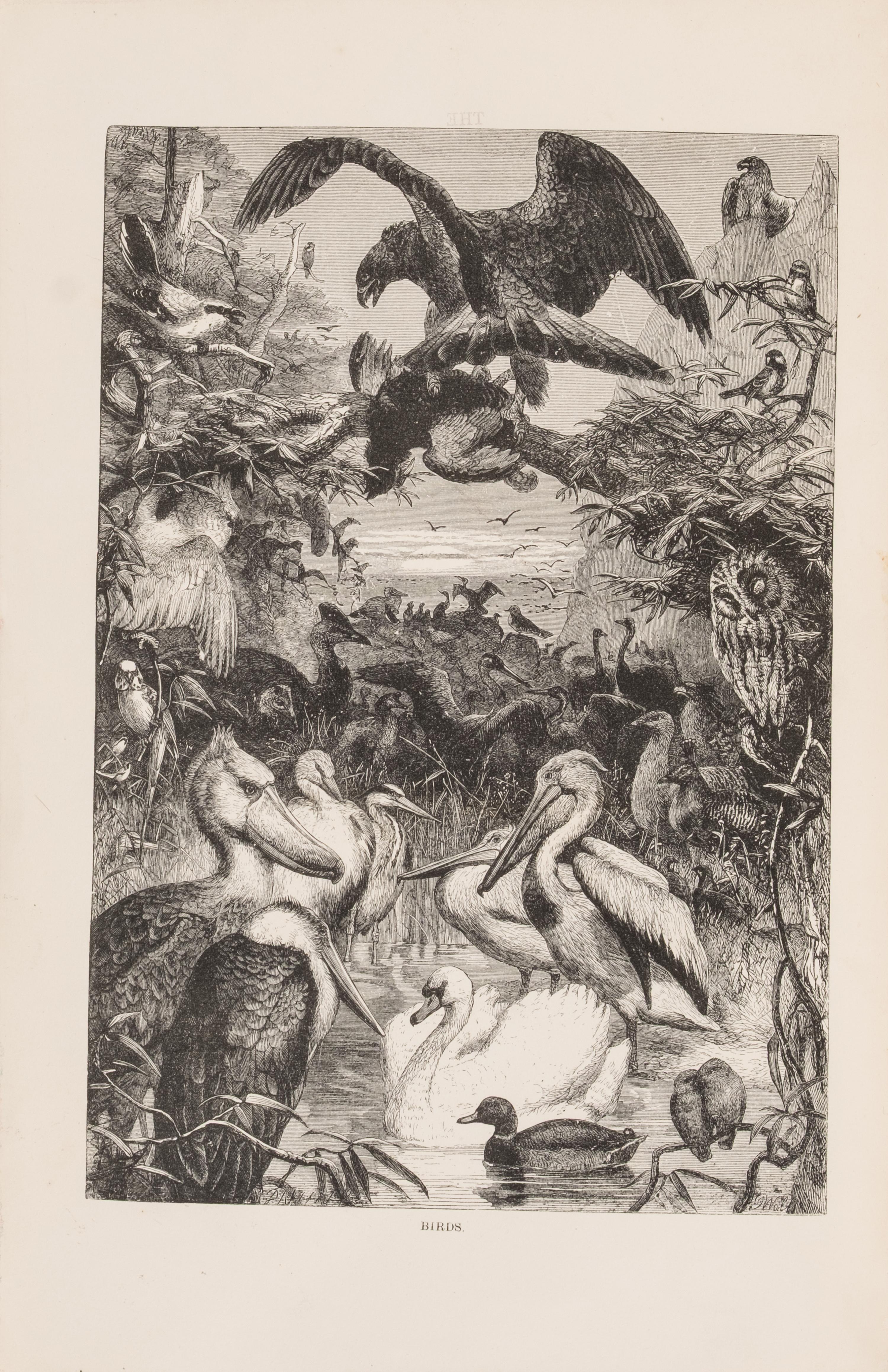 [Natural History] Wood, John George. The Illustrated Natural History