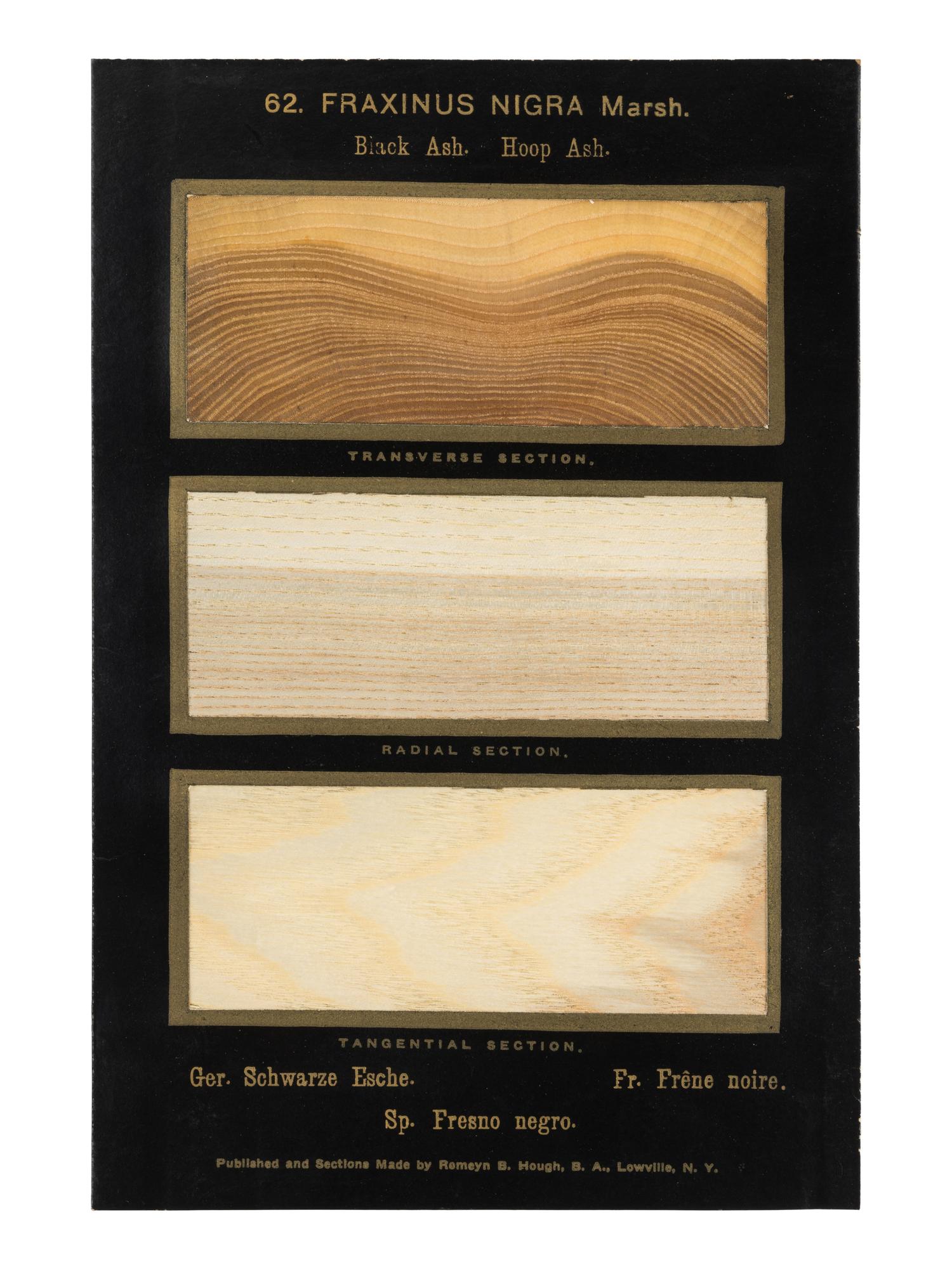HOUGH, Romeyn Beck (1857-1924). American Woods illustrated by actual specimens: Commercial Species . Lowville, NY: prepared by the author, 1916.