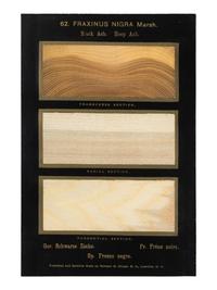HOUGH, Romeyn Beck (1857-1924). American Woods illustrated by actual specimens: Commercial Species . Lowville, NY: prepared by the author, 1916.