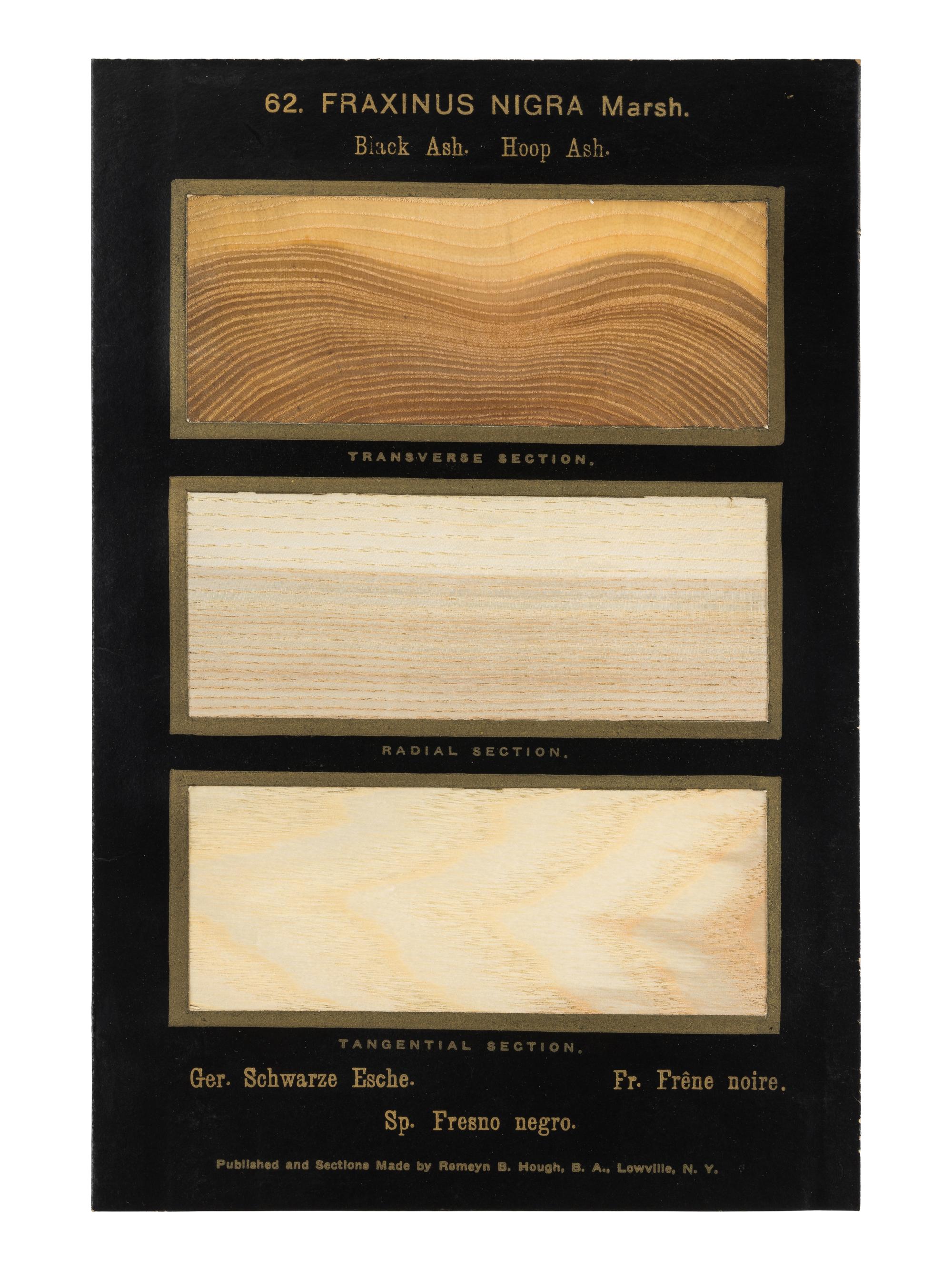 HOUGH, Romeyn Beck (1857-1924). American Woods illustrated by actual specimens: Commercial Species . Lowville, NY: prepared by the author, 1916.