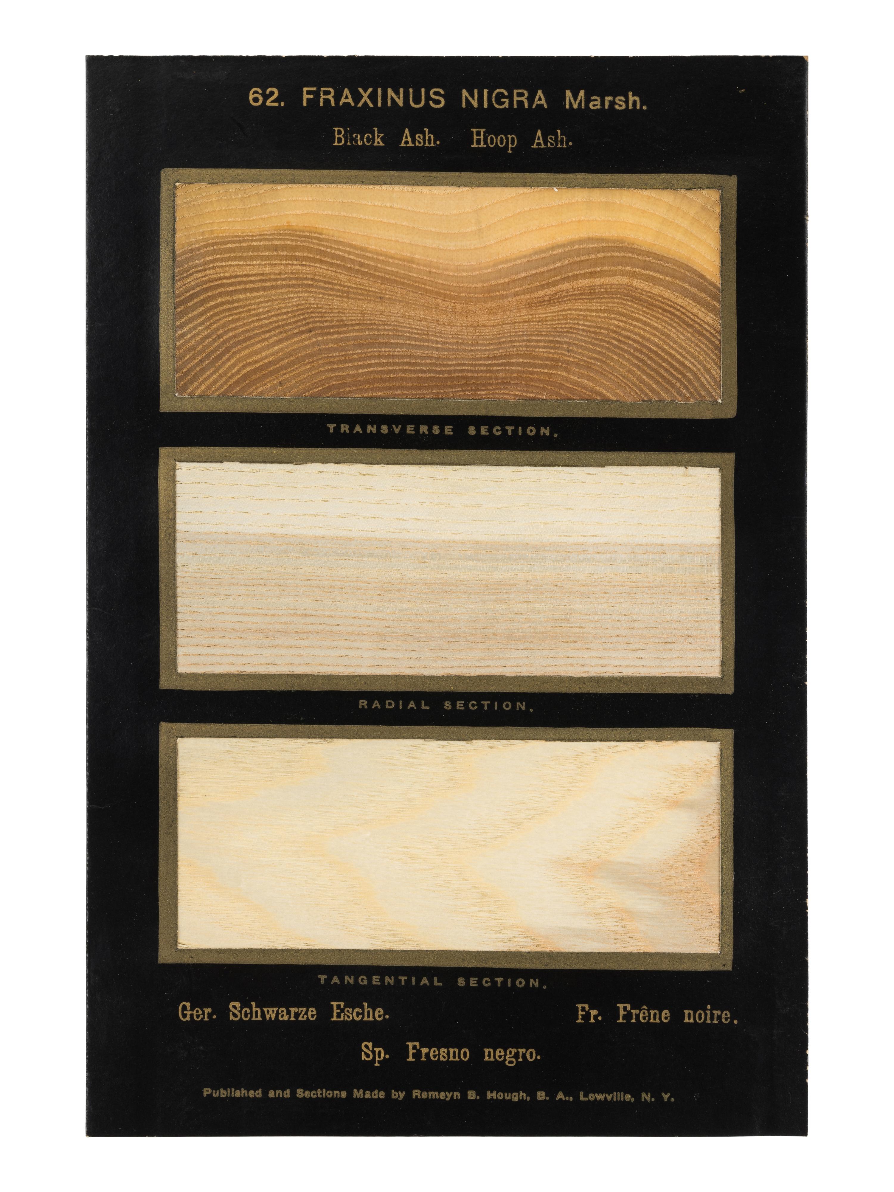 HOUGH, Romeyn Beck (1857-1924). American Woods illustrated by actual specimens: Commercial Species . Lowville, NY: prepared by the author, 1916.