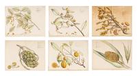 Hendrik Adriaan van Rheede tot Drakenstein, publisher (Dutch, active ca 1678-1693). 6 engraved plates from Hortus Indicus Malabaricus . [Amsterdam, ca 1686].