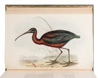[NATURAL HISTORY]. GOULD, John (1804-1881). The Birds of Europe . London: Richard and John E. Taylor, [1832-] 1837.