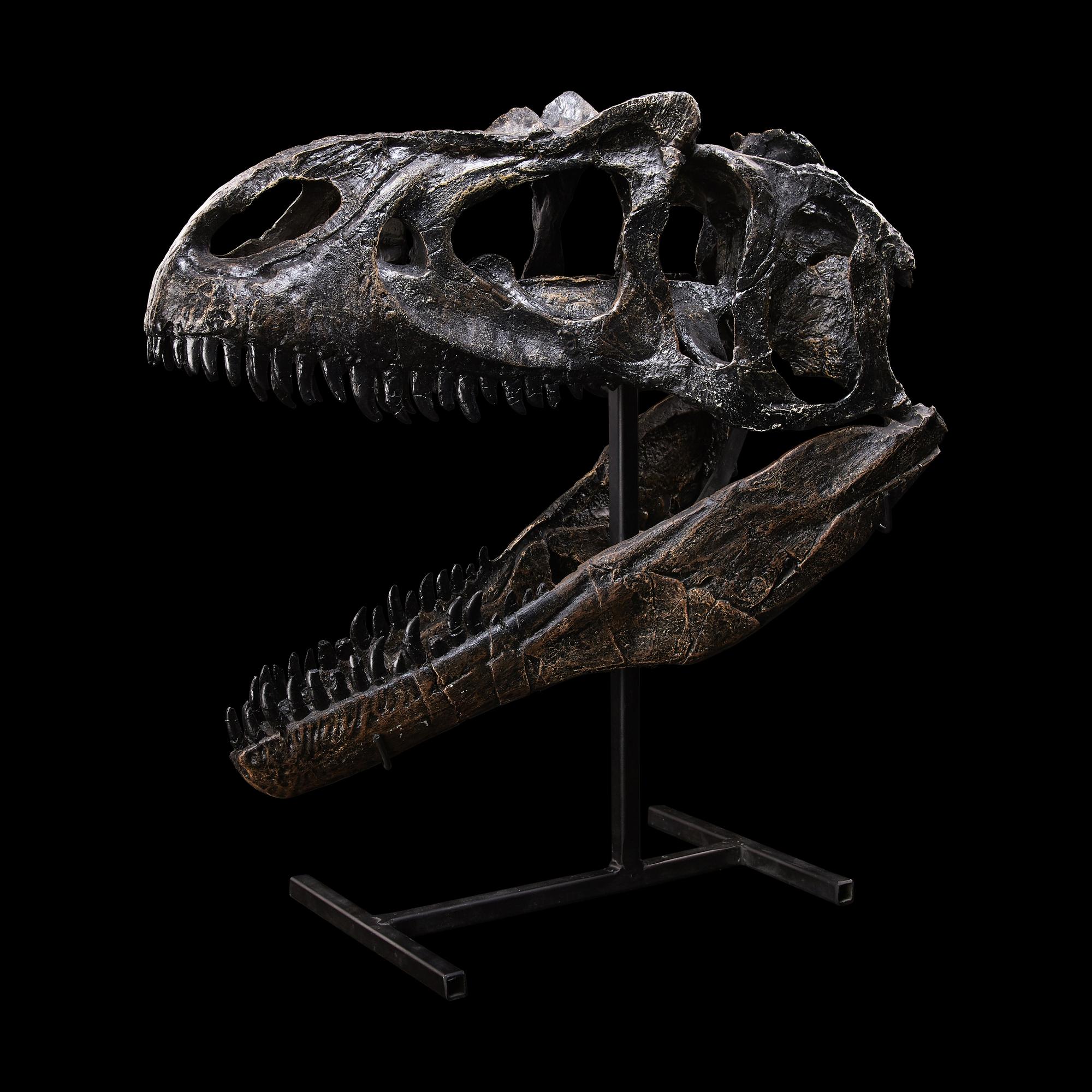 A Juvenile Allosaurus Skull ( Allosaurus fragilis)