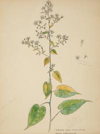 Eighteen Botanical Watercolors