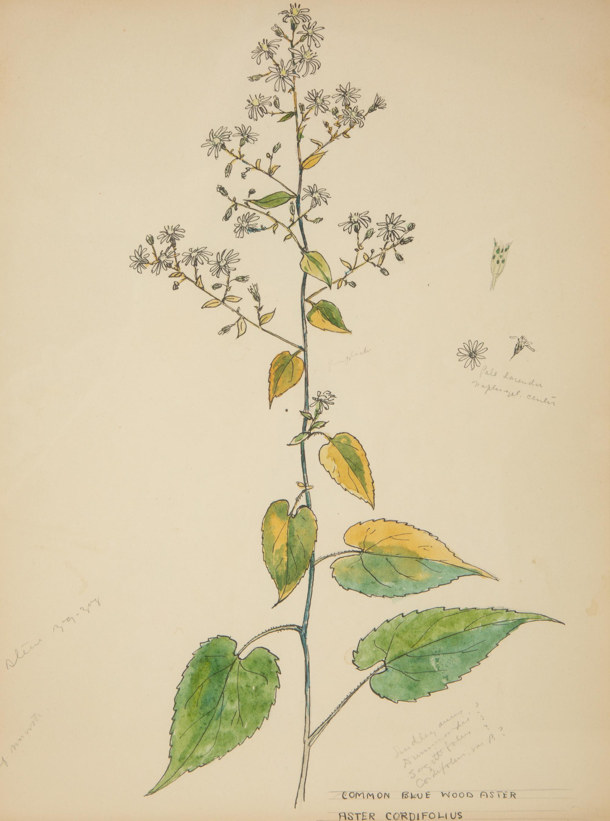 Eighteen Botanical Watercolors
