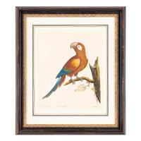 A Group of Nine Hand-Colored Engravings of Birds