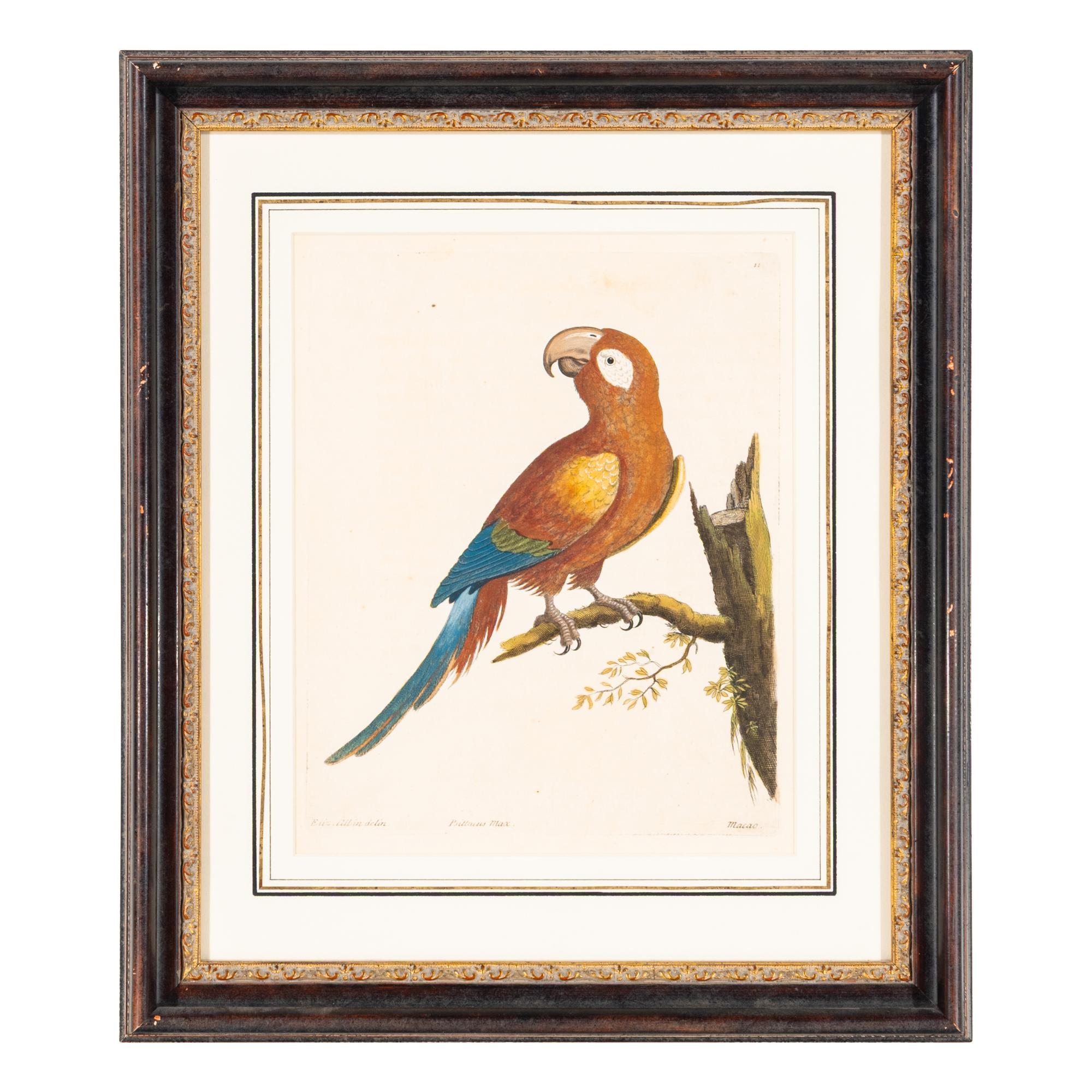 A Group of Nine Hand-Colored Engravings of Birds