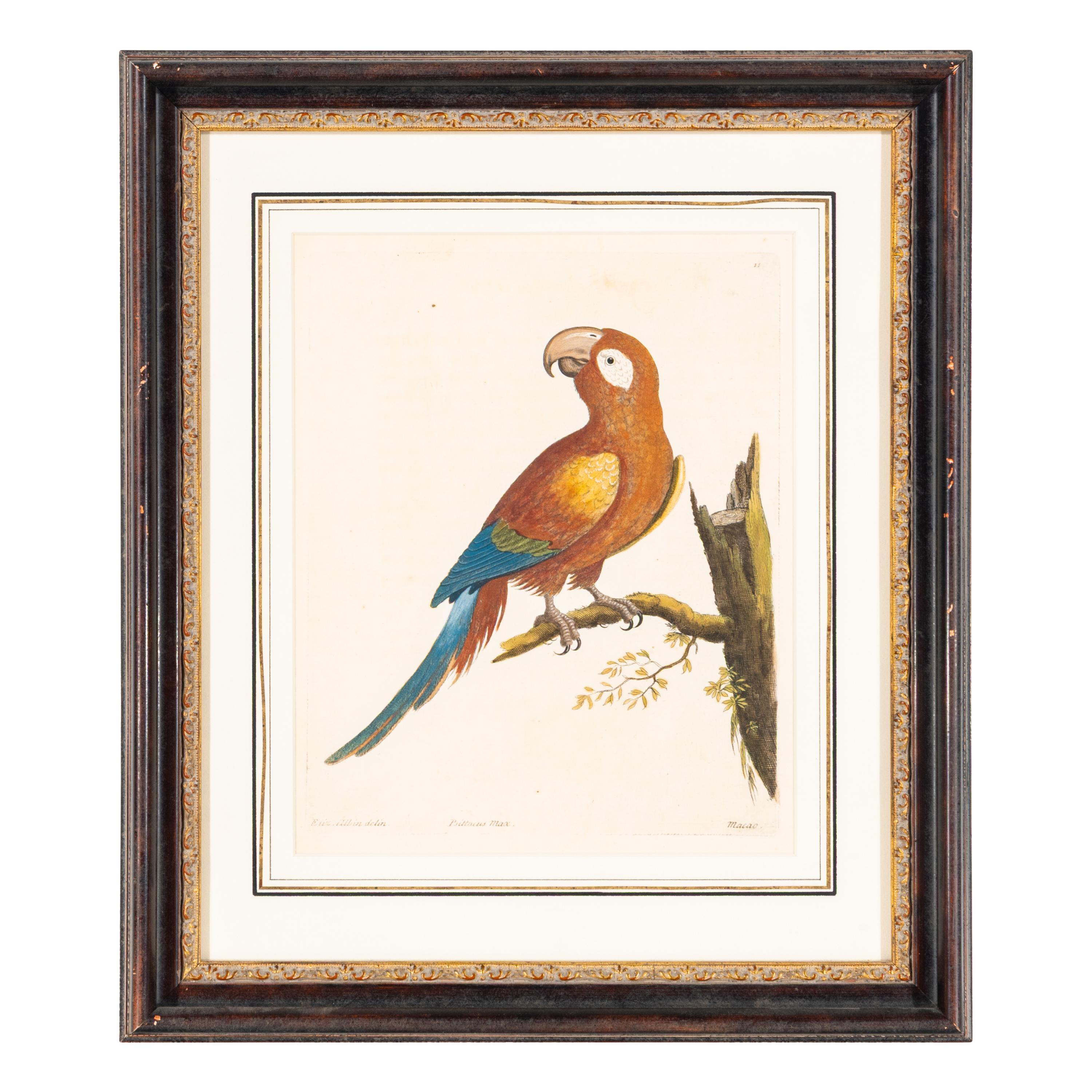 A Group of Nine Hand-Colored Engravings of Birds