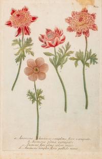A Set of Six Hand-Colored Botanical Engravings