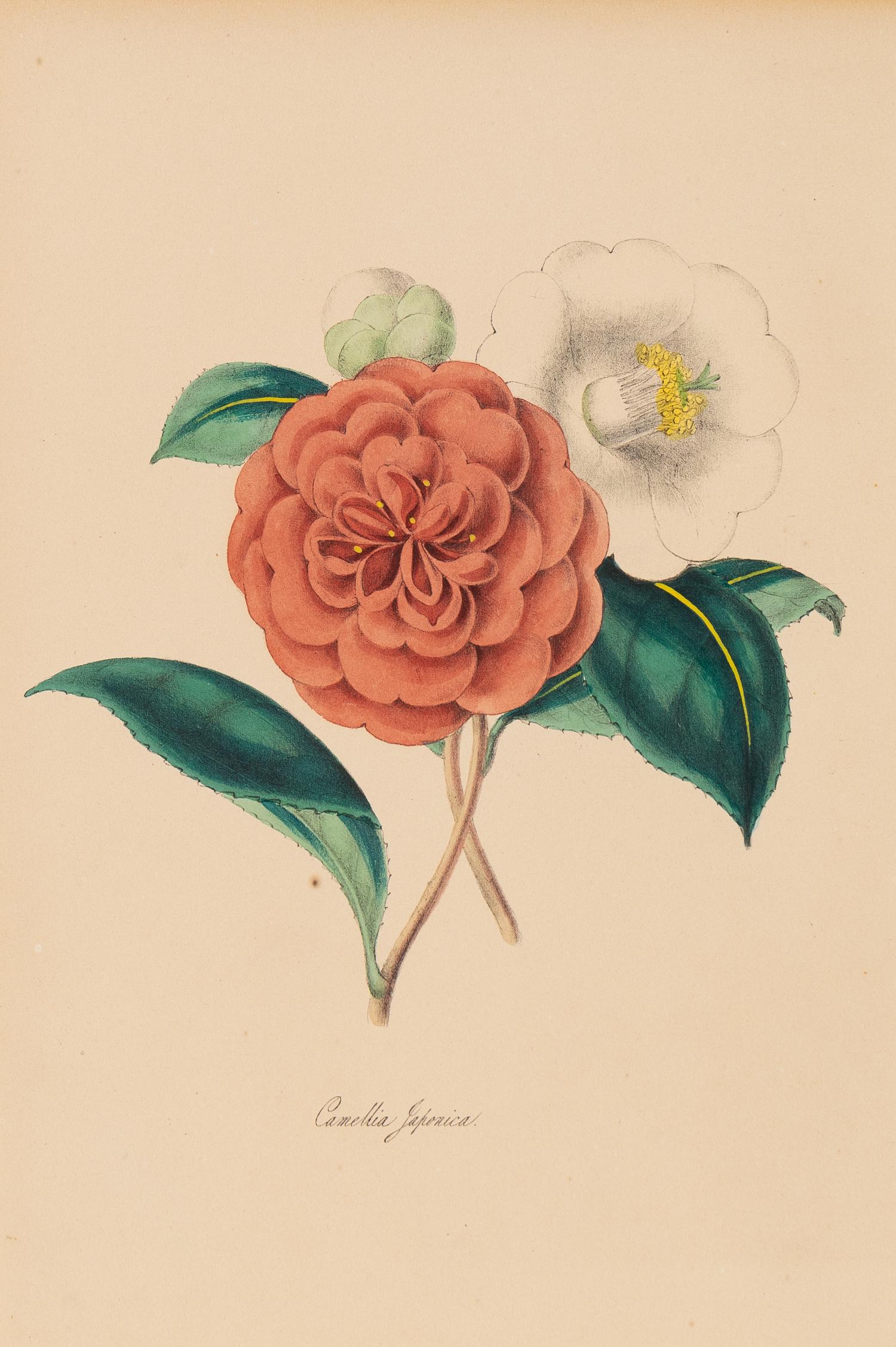 A Collection of Six English Botanical Engravings — 20TH CENTURY