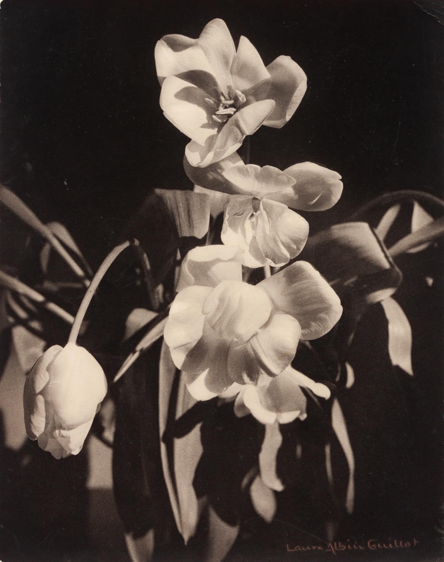 Untitled (Tulips), c. 1930s-1940s