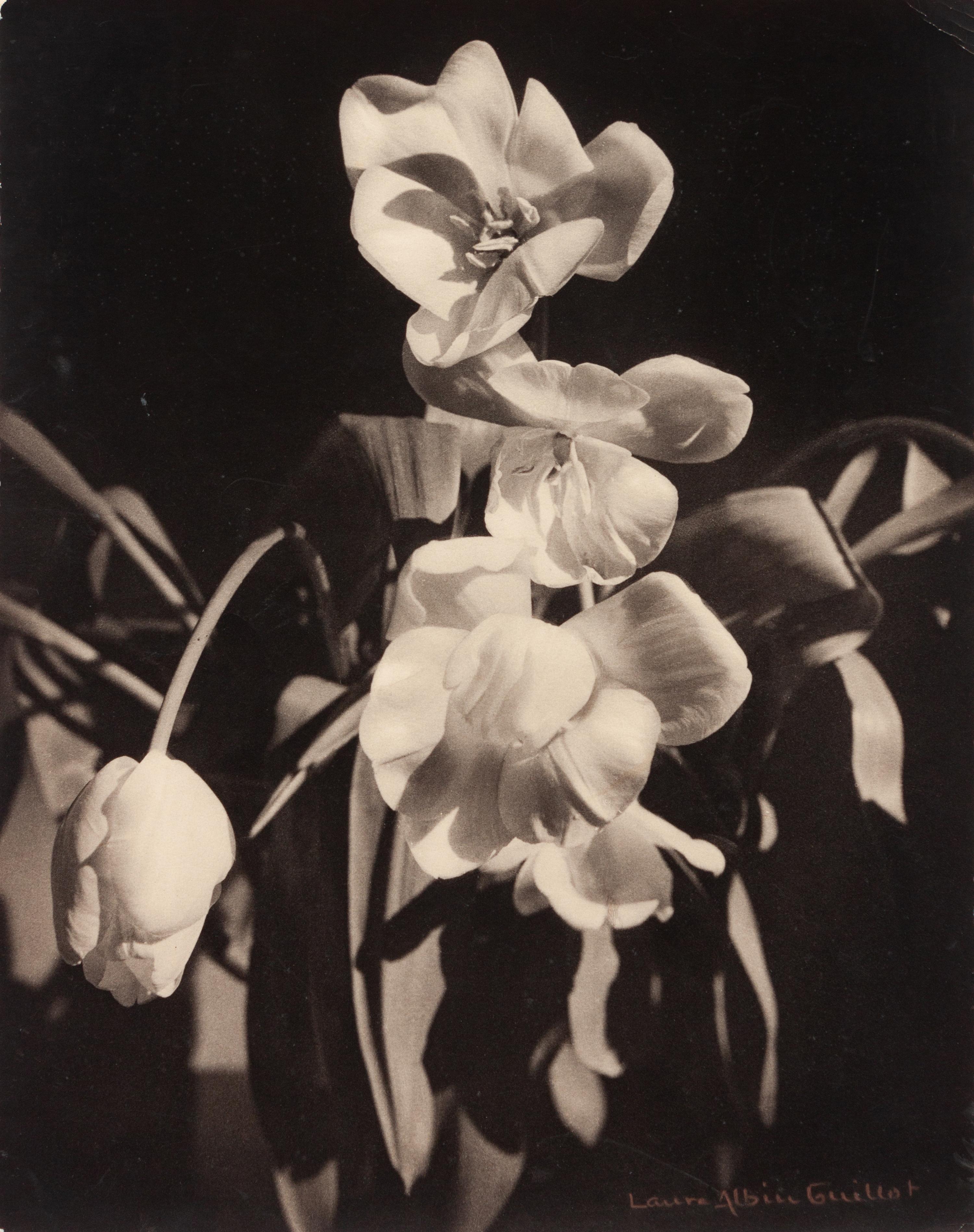 Untitled (Tulips), c. 1930s-1940s