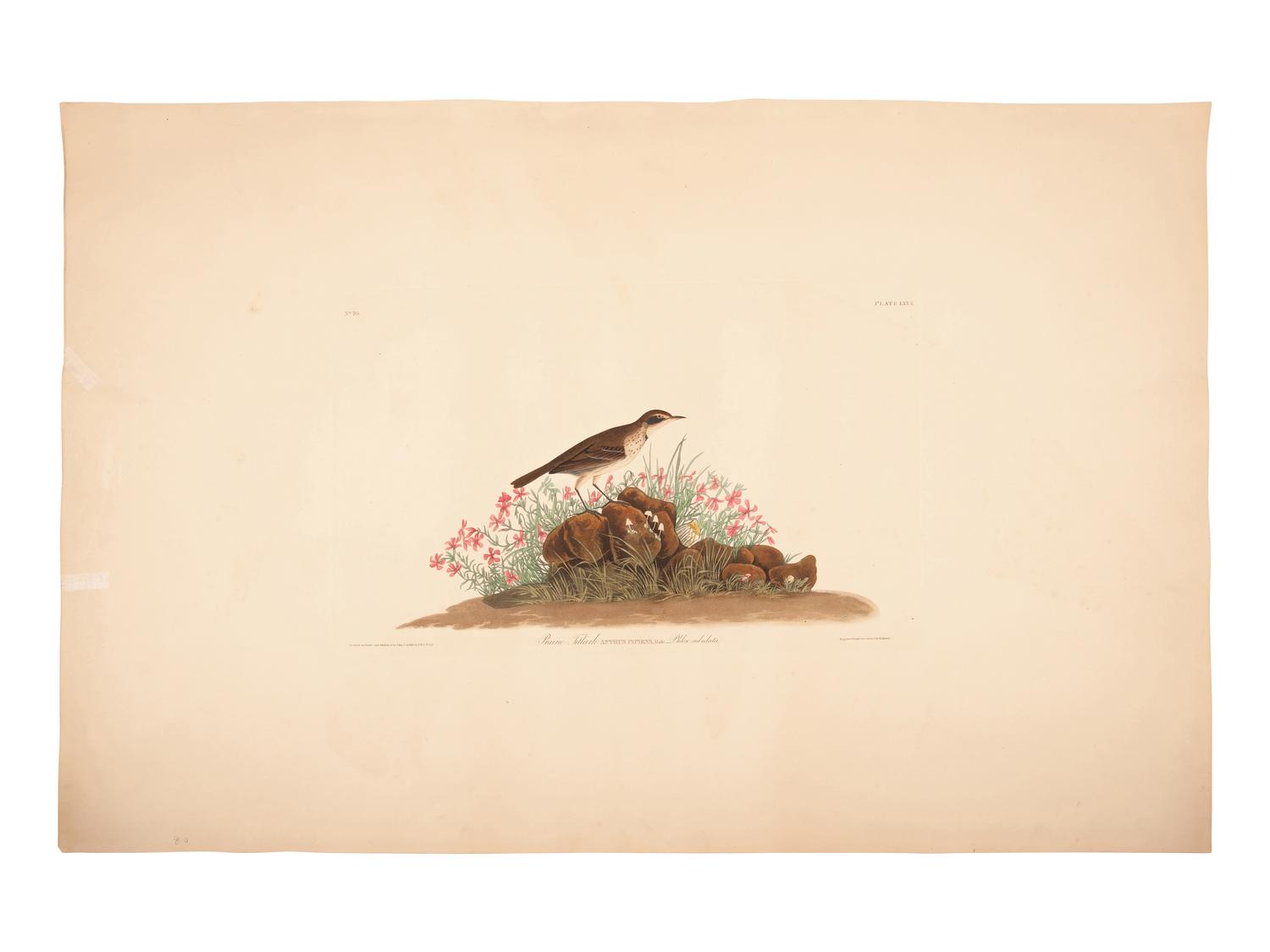AUDUBON, John James (1785-1851).
