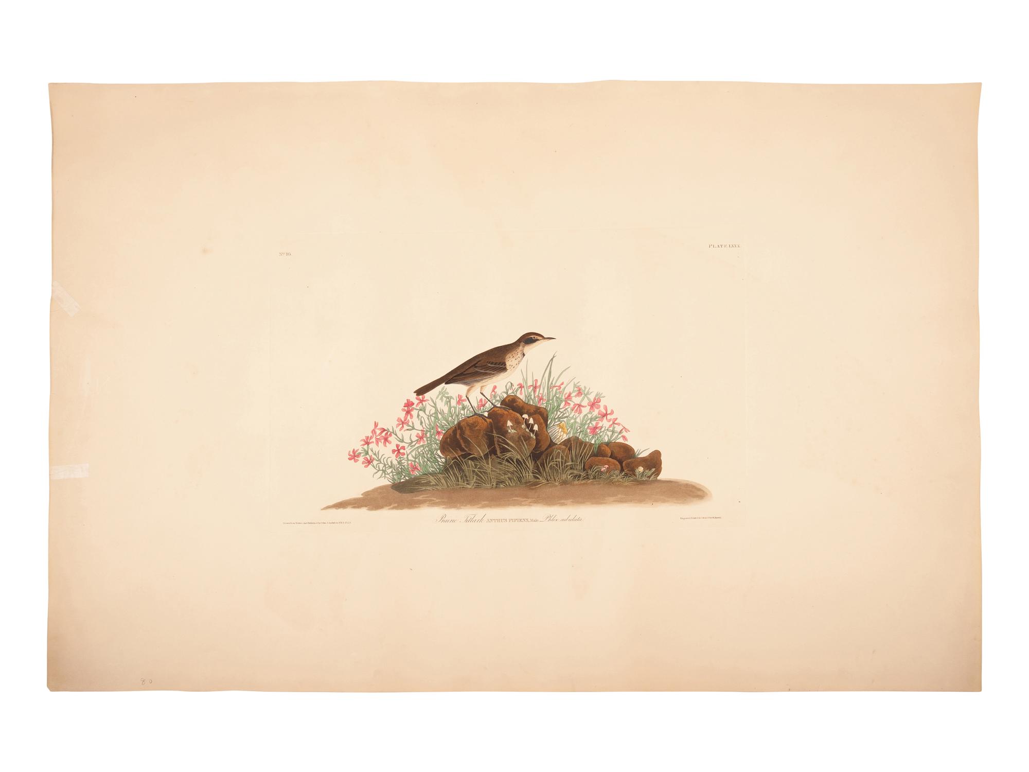 AUDUBON, John James (1785-1851).