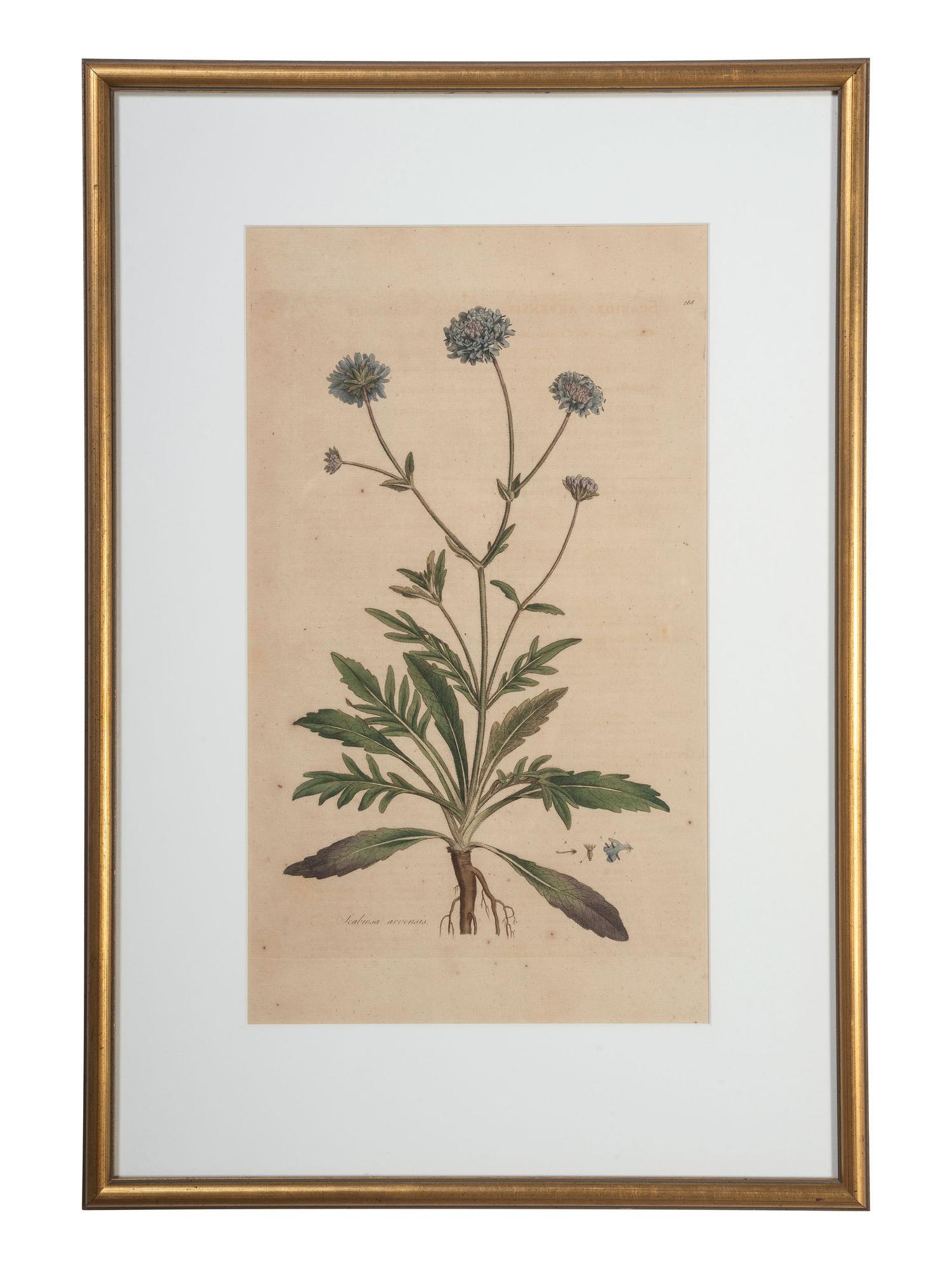Five Hand-Colored Botanical Engravings