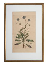 Five Hand-Colored Botanical Engravings