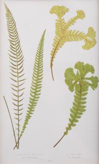 A Group of Eight Fern Botanical Engravings After Thomas Moore — EARLY 20TH CENTURY