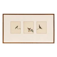 William Lewin (British, 1747-1795) — Bird Portrait No. 111 , Bird Portrait No. 112 , and Bird Portrait No. 114 (three works framed as one)