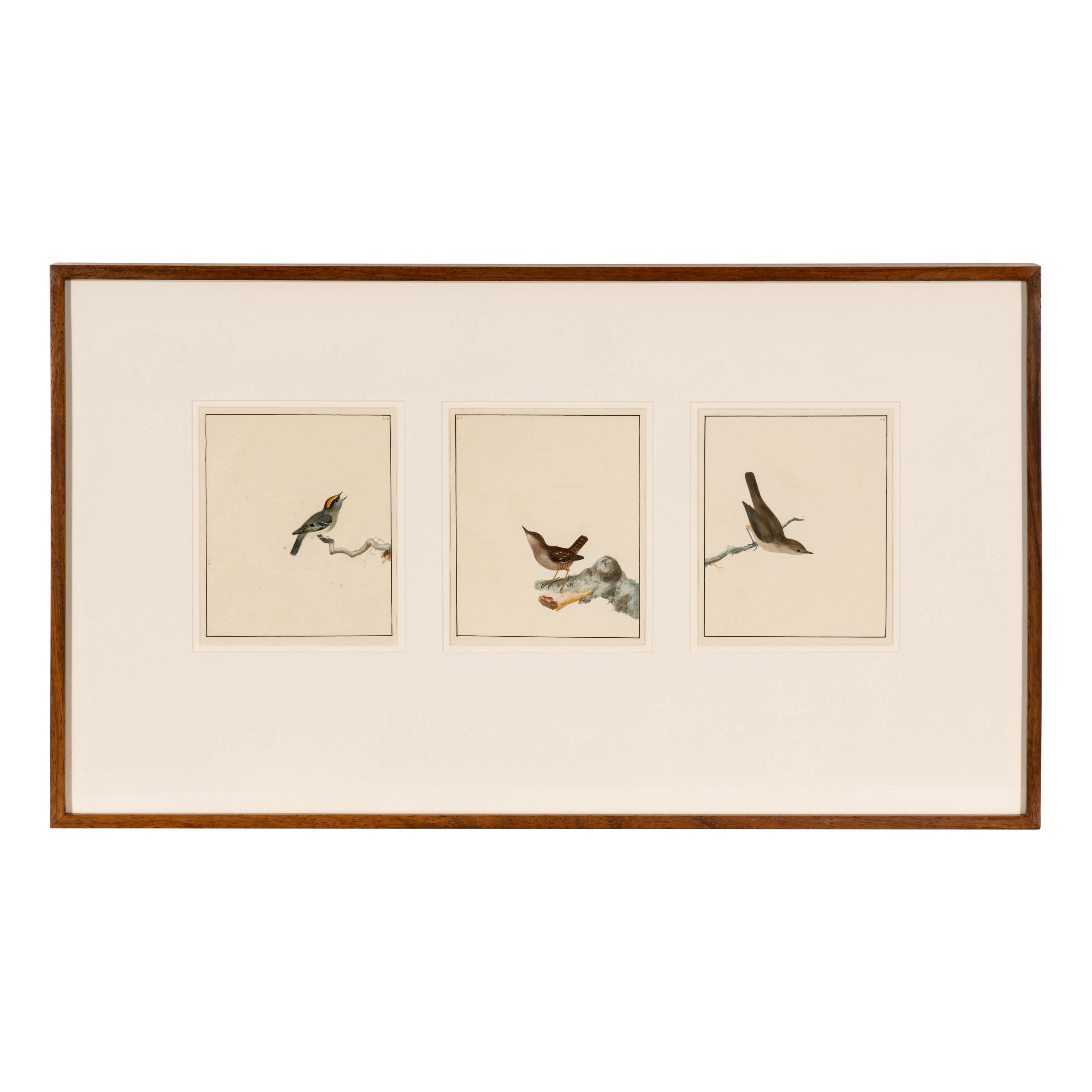 William Lewin (British, 1747-1795) — Bird Portrait No. 111 , Bird Portrait No. 112 , and Bird Portrait No. 114 (three works framed as one)
