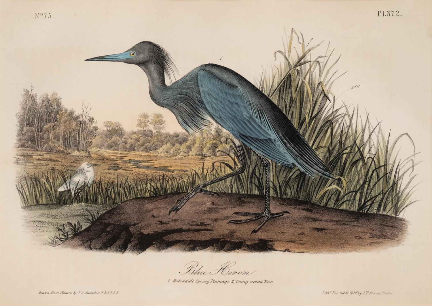 A Group of Four Prints of Aquatic Birds, after John James Audubon (1785-1851)