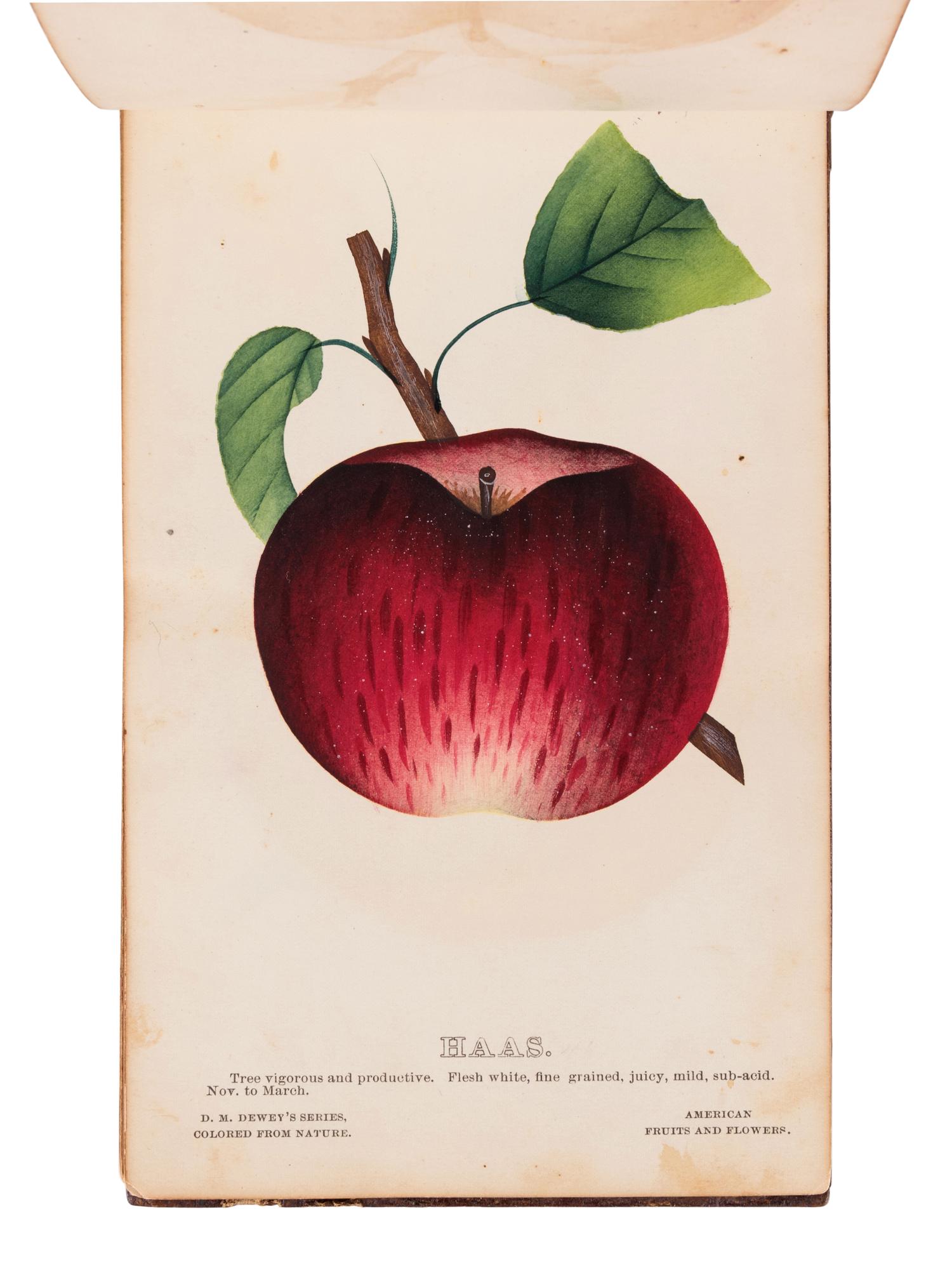[SALESMAN'S CATALOGUE]. DEWEY, D.M. The Nurserymen's Pocket Specimen Book, Colored from Nature, Fruits, Flowers, Ornamental Trees, Shrubs, Roses, &c. A specimen book for John Dixon, Dixon Nurseries, Geneva, NY. Rochester, NY: Keeler & Winfield, 1876.