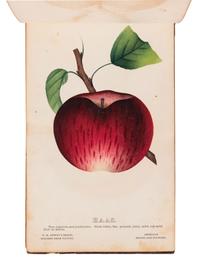 [SALESMAN'S CATALOGUE]. DEWEY, D.M. The Nurserymen's Pocket Specimen Book, Colored from Nature, Fruits, Flowers, Ornamental Trees, Shrubs, Roses, &c. A specimen book for John Dixon, Dixon Nurseries, Geneva, NY. Rochester, NY: Keeler & Winfield, 1876.
