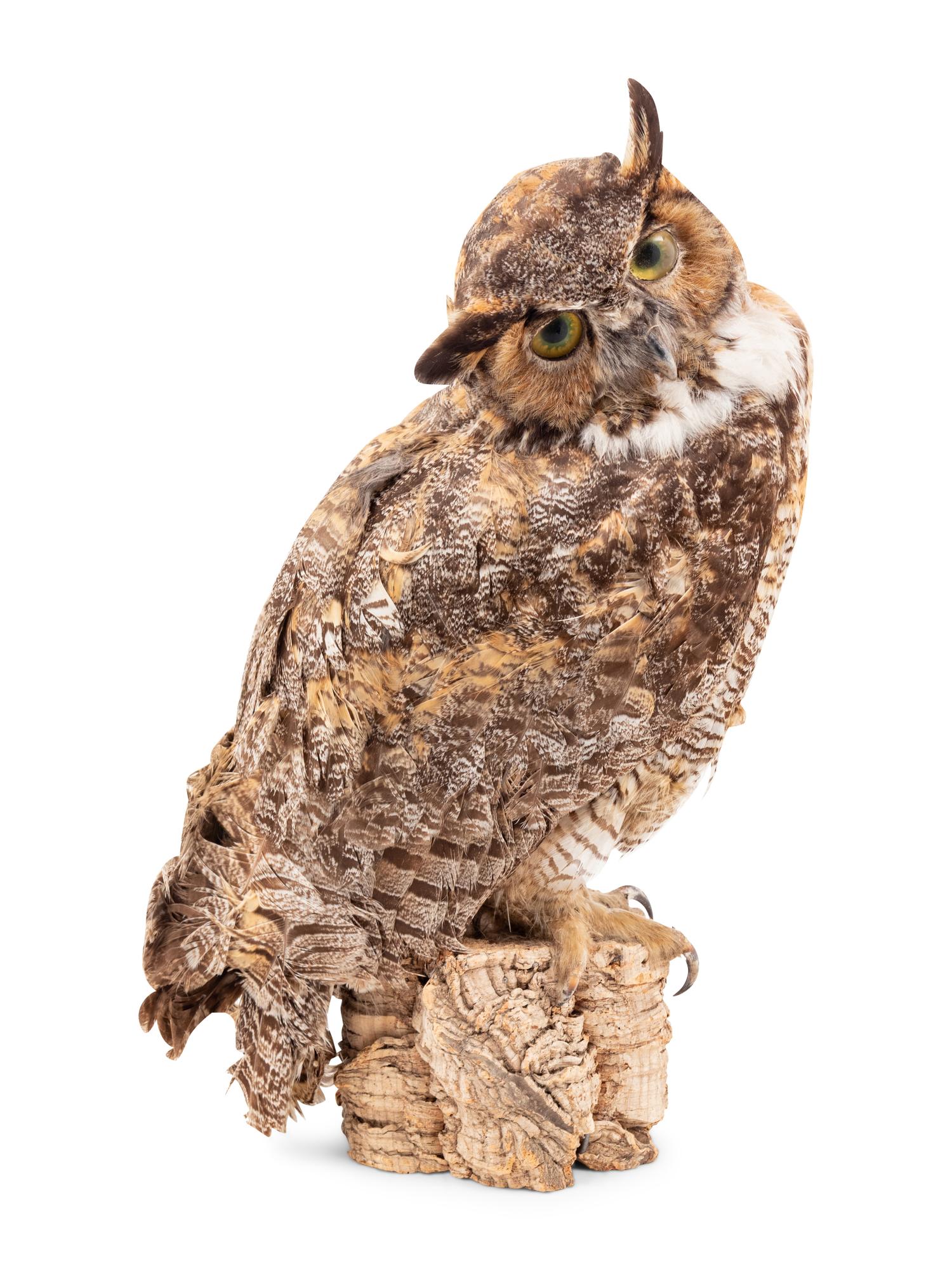 A Taxidermy Owl
