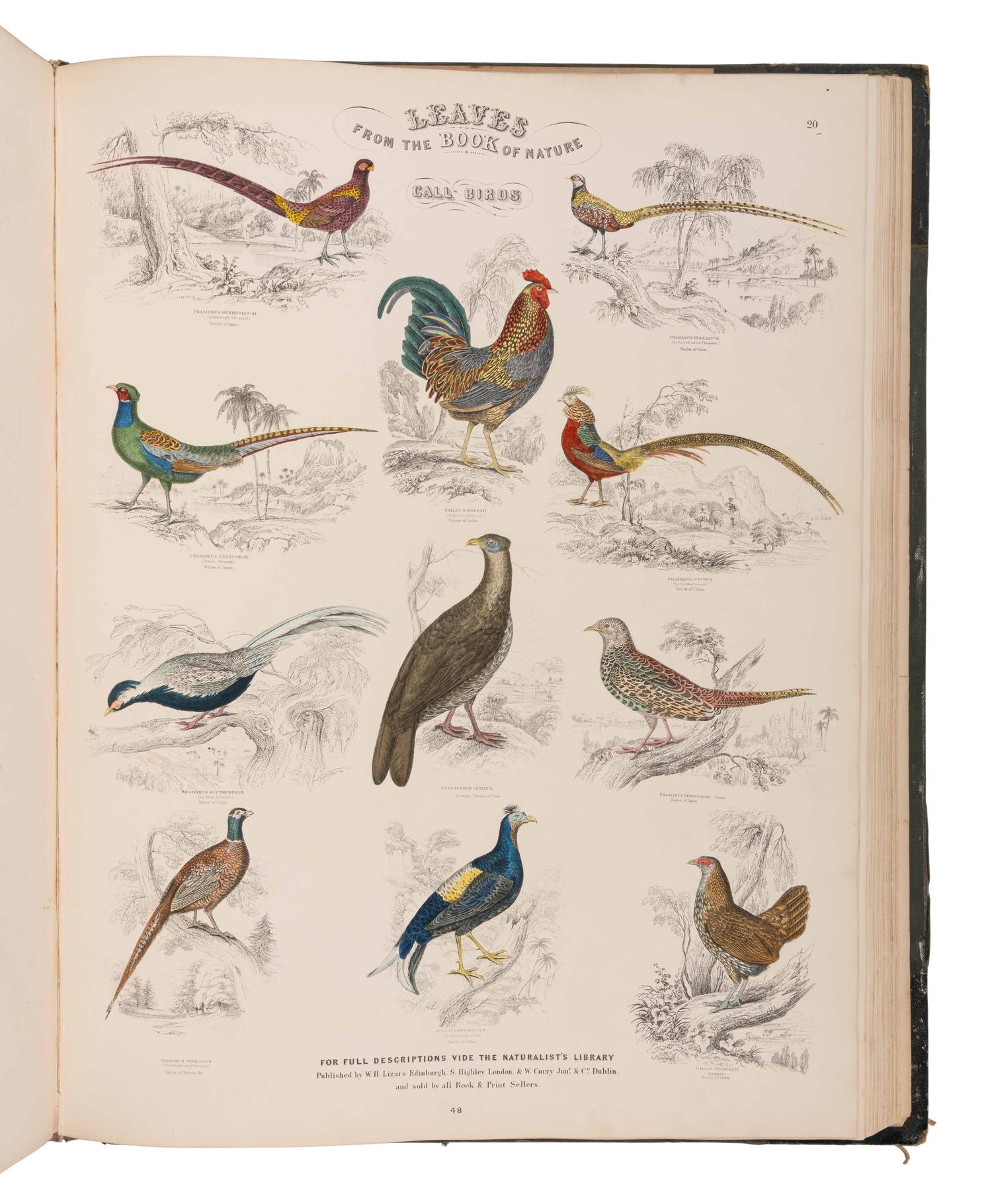 JARDINE, William (1800-1874). Leaves from the Book of Nature, Containing the Principal Illustrations in Jardine's Naturalist's Library . Edinburgh: W.H. Lizars; London: S. Highly; Dublin: W. Curry, [1846].