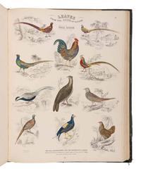 JARDINE, William (1800-1874). Leaves from the Book of Nature, Containing the Principal Illustrations in Jardine's Naturalist's Library . Edinburgh: W.H. Lizars; London: S. Highly; Dublin: W. Curry, [1846].