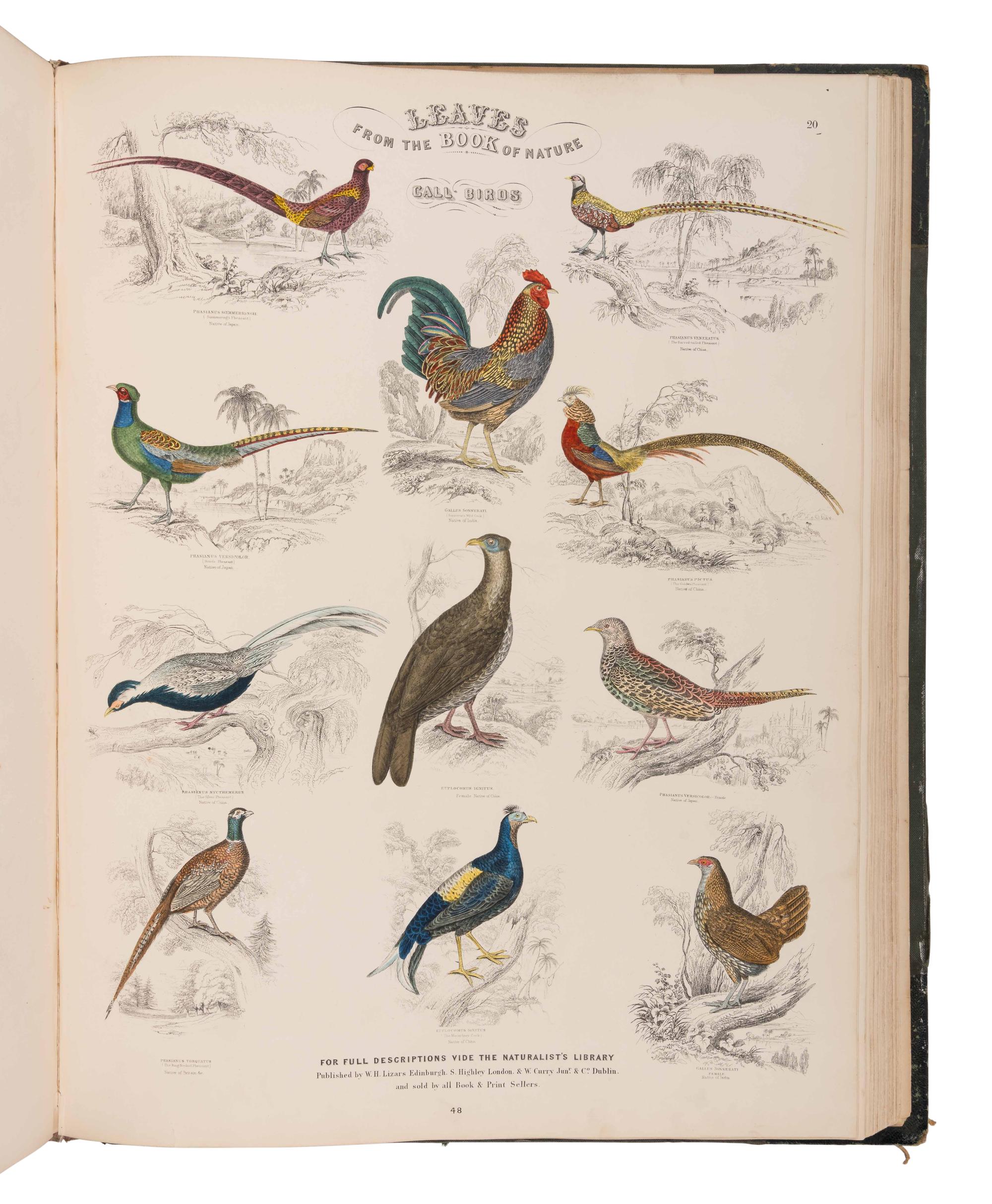 JARDINE, William (1800-1874). Leaves from the Book of Nature, Containing the Principal Illustrations in Jardine's Naturalist's Library . Edinburgh: W.H. Lizars; London: S. Highly; Dublin: W. Curry, [1846].
